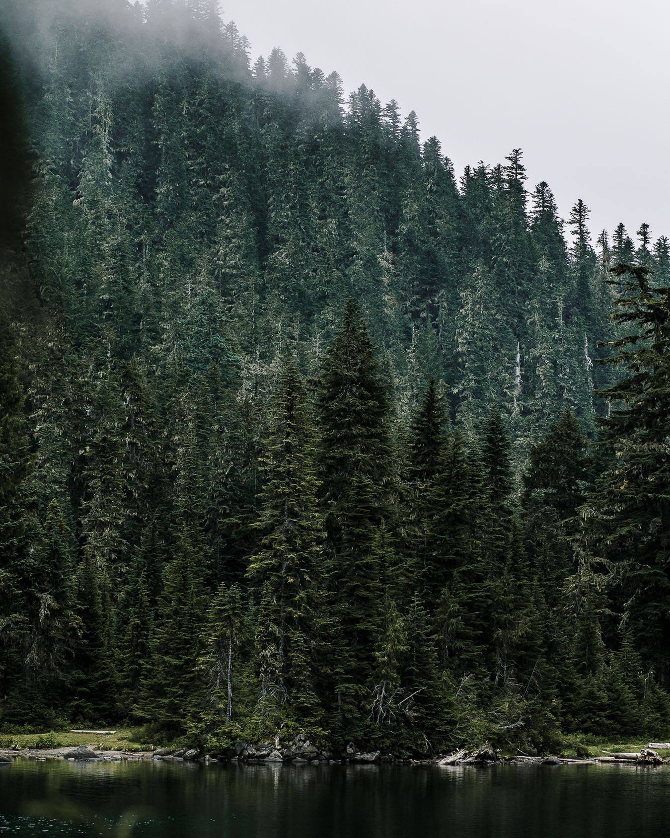 Fog drifting over a steep conifer forest
