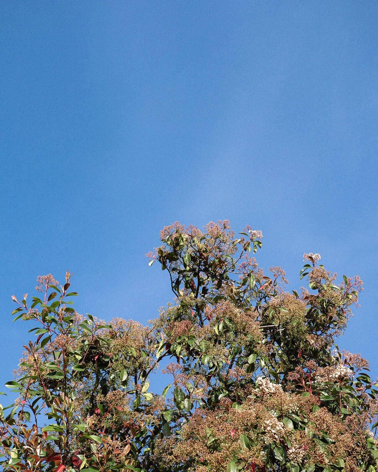 A flowering tree against a clear blue sky