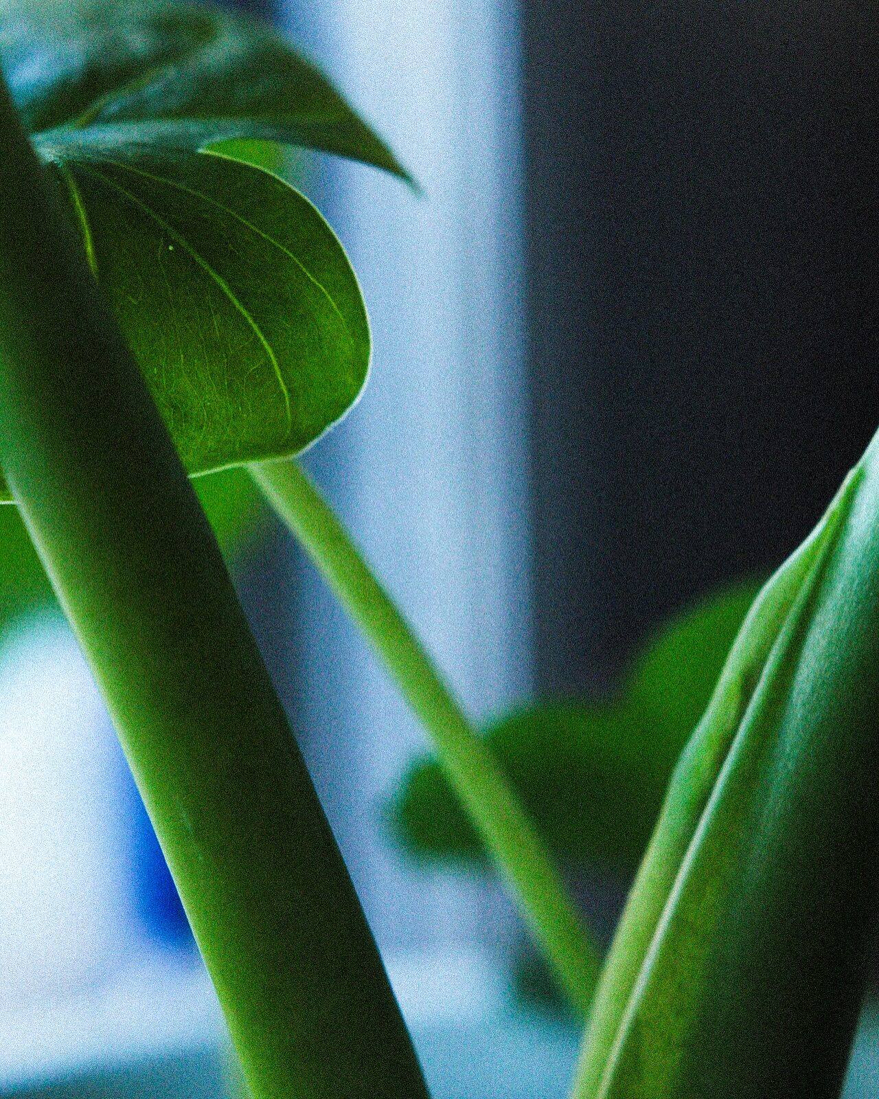 Monstera stems close up, green against blue
